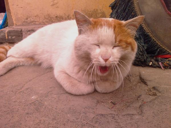 以下是有关最搞笑的座右铭