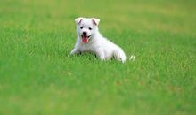 形容狗开心的句子