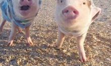 最搞笑的座右铭