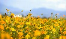 关于早安开心的句子