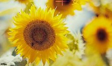 早上朋友圈早安心语一句话 发朋友圈简短早安心语