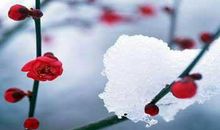 描写梅花的优美诗句