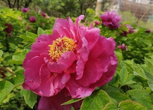 牡丹特别难以保养