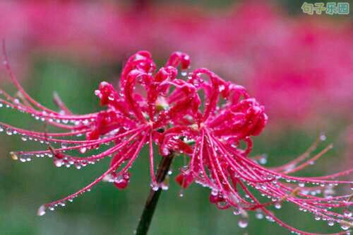 美人似梦镜中花