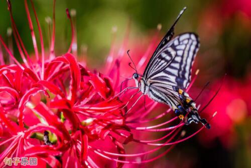 1．醉里挑灯看旧画