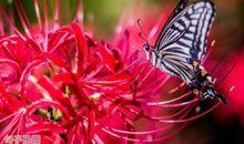 古风古韵诗意句子