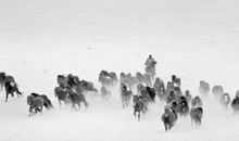 有关描写沙漠的诗句