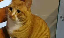 胖的出不去门了说说 过完年胖了多少说说