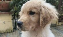 关于养金毛的说说朋友圈