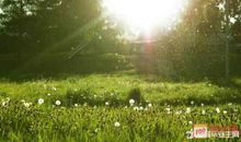 描写夏日美景的诗句