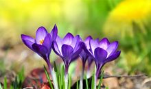 大姨妈推迟了的说说