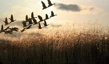 描写大雁的诗词