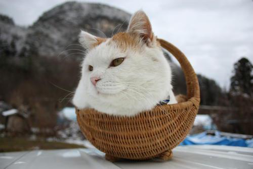 让我们看一下小编关于美女的一句话