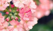 关于爱情的文字：你从不拒绝也不让我走开又不叫我留下来