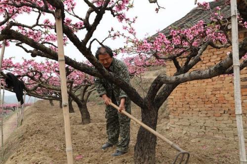   桃树的怀孕梦
