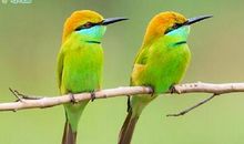 泰戈尔经典语录说说 泰戈尔诗集里最火的名句