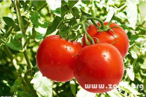   梦见番茄