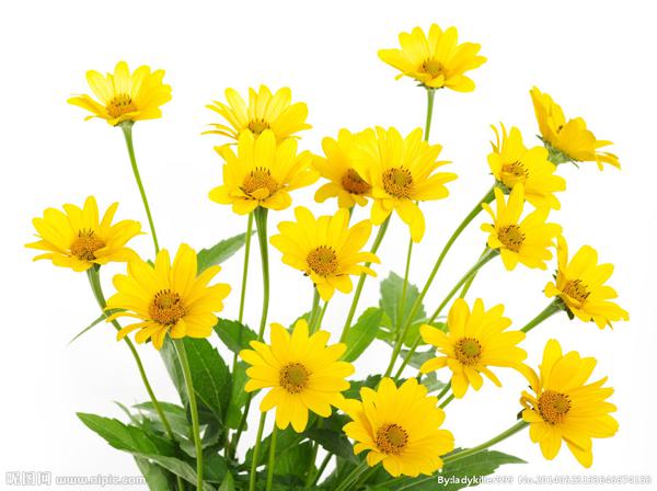 母亲用牛奶喂养了我们