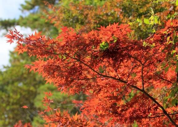 使草丛浮出水面