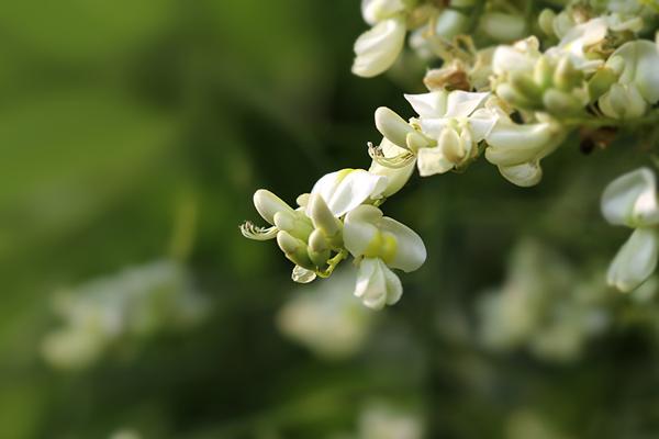    关于刺槐开花的优美句子  1