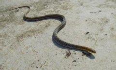 一条蛇死了的怀孕梦