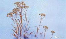 抒情句子亲情感恩