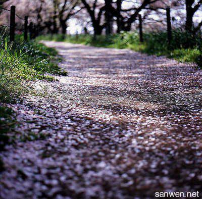 那是我要你流下的眼泪