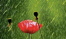 描写雨丝的句子