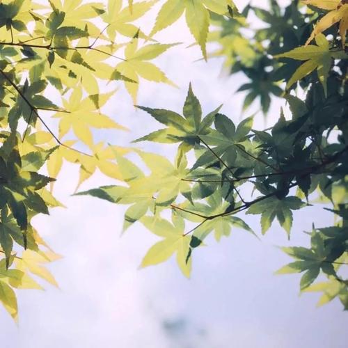 编辑器编辑了一些关于处于快乐状态的朋友圈的句子