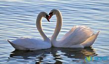 qq心情语句摘抄