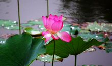 关于快乐生活的哲理句子