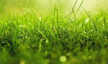 描写草的优美句子