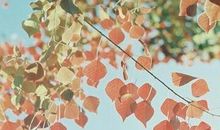 十八句经典爱情语句，句句穿心！