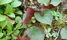 挖折耳根的朋友圈说说