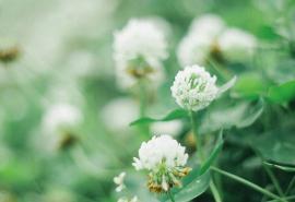 什么使姐妹们见面时高兴的句子