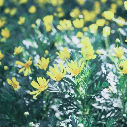 请欣赏编辑所组织的关于写作和娱乐的句子