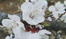 形容杏花盛开的说说 杏花发朋友圈说说