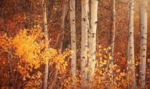 正能量文艺简短句子