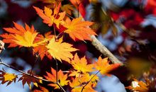 文艺唯美的古风语句合集