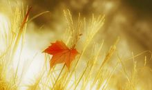 没有女人的男人们 经典语句