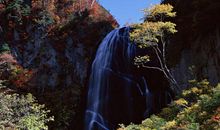 描写桃花林的句子