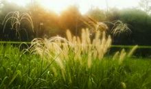 关于晨曦的优美句子