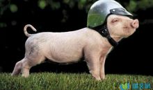 描写小动物的句子53句