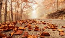 表达亲情无价的句子