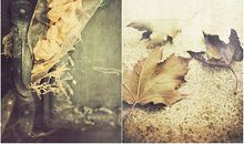 对亲人失望失去感情的句子说说心情