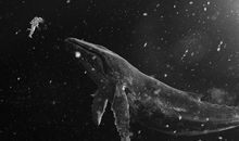 对感情人生失望的句子