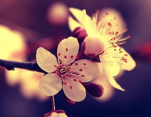 春天的花朵和秋天的几个月是诗人赞美的景象