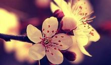 赞美美女的经典句子