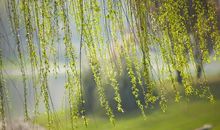 描写柳树的好句