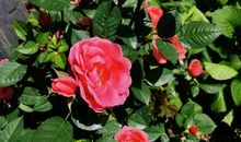 月季花开了的心情说说 关于月季花的朋友圈说说